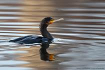 Kormoran